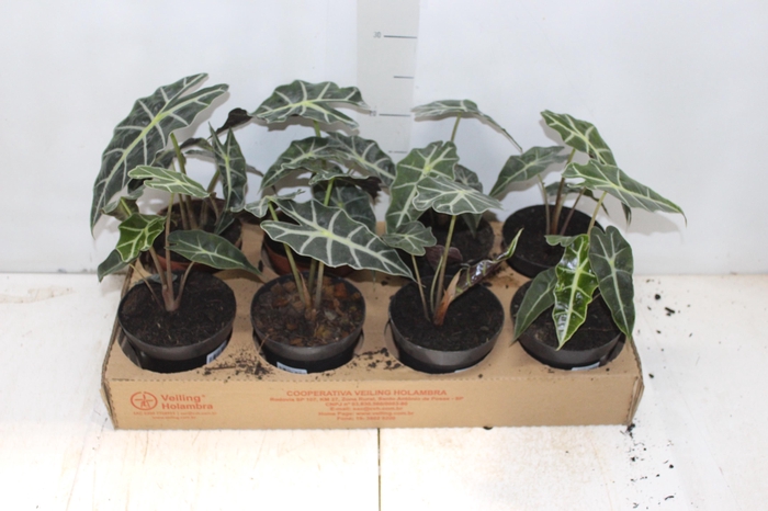 <h4>ALOCASIA POLLY P12</h4>