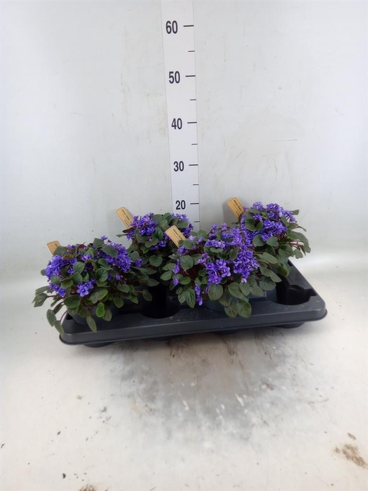 <h4>Saintpaulia   ...</h4>