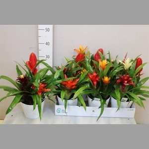 ARR BROMELIA