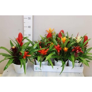 ARR BROMELIA