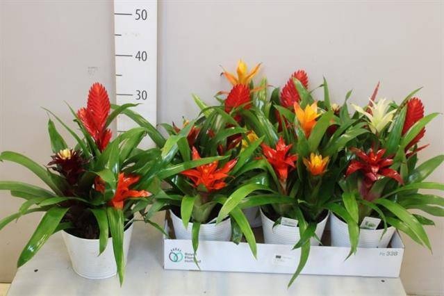 <h4>ARR BROMELIA</h4>