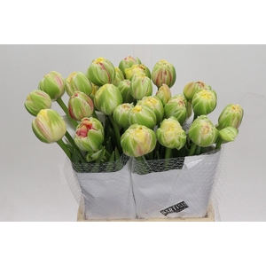 Tulipa (frans) Du Apricot Unique