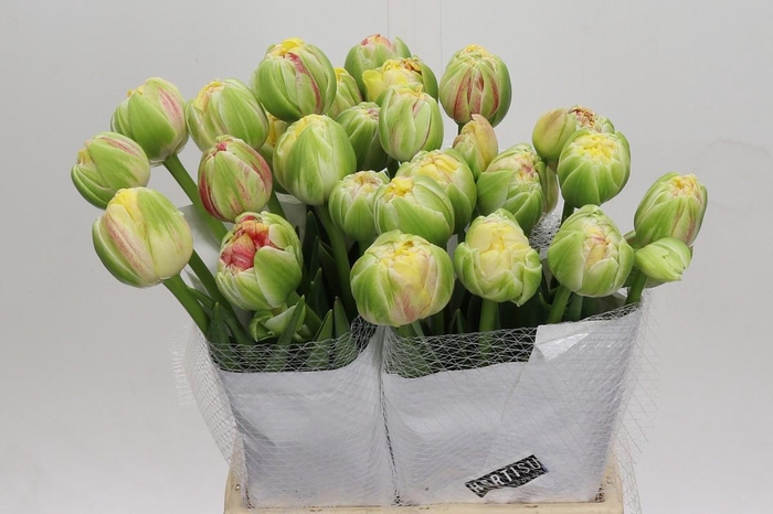 <h4>Tulipa (Frans) du apricot unique</h4>