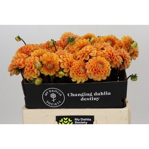Dahlia Sylvia