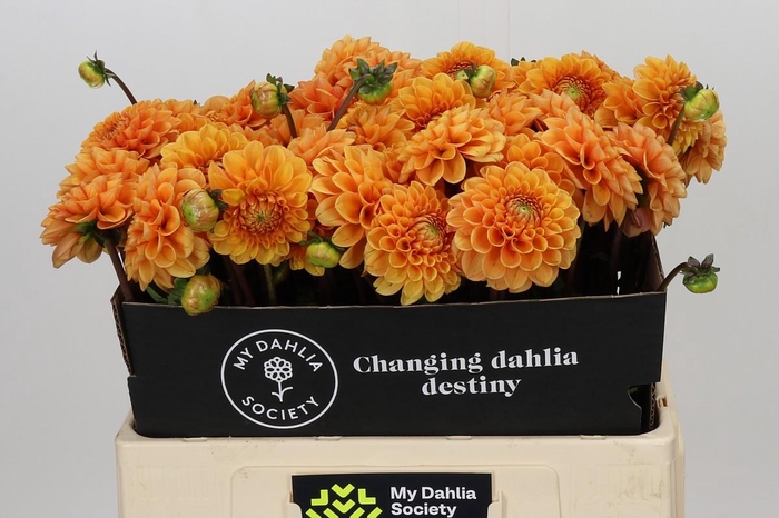 <h4>Dahlia Sylvia</h4>