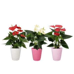 Anthurium 12 cm 3 color mix in Sarah Love ceramics