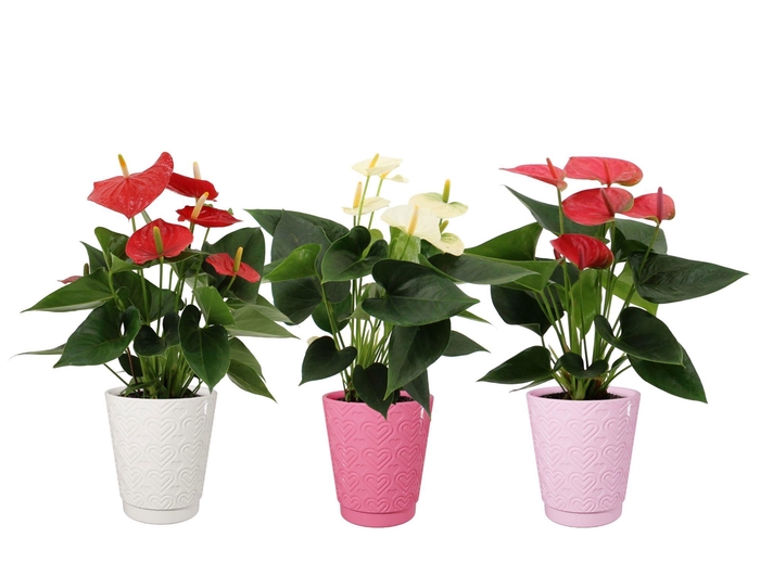 <h4>Anthurium 12 cm 3 color mix in Sarah Love ceramics</h4>