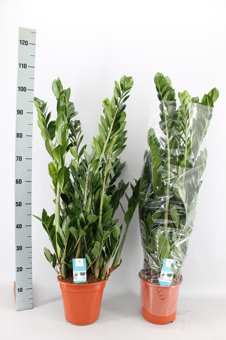 <h4>Zamio Zamiifolia</h4>