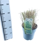Miscanthus sinensis