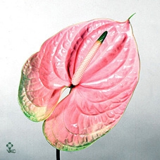 11702: Outdoor spring arrangement