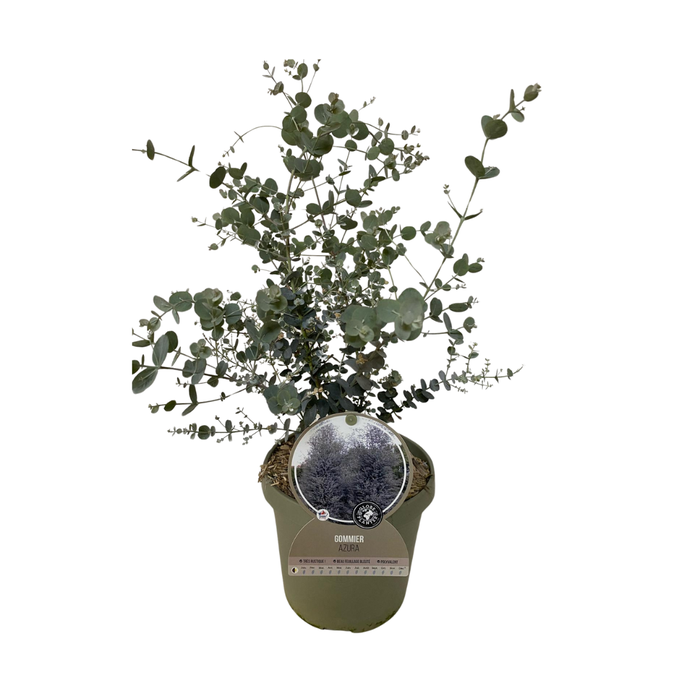 <h4>Eucalyptus gunnii</h4>