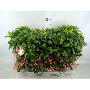 Ardisia crenata 'Bos Premium Pink'