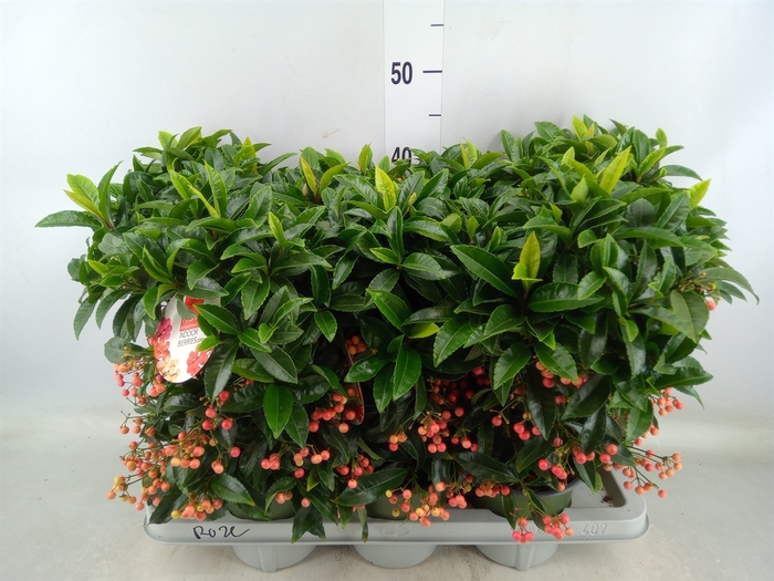 <h4>Ardisia crenata 'Bos Premium Pink'</h4>