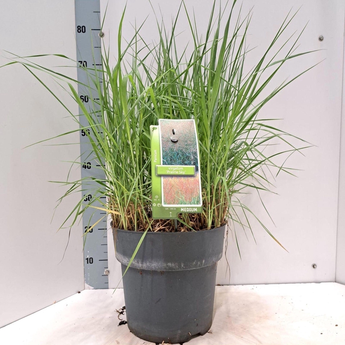 <h4>Panicum virgatum</h4>