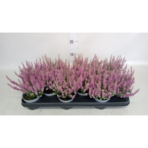 Calluna vulg. 'Beauty L Renate'