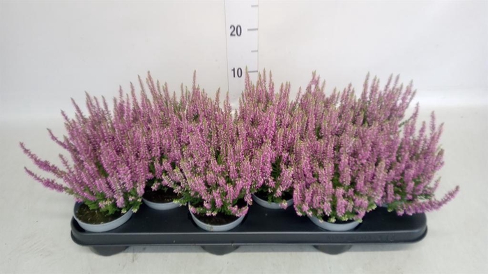 Calluna vulg. 'Beauty L Renate'