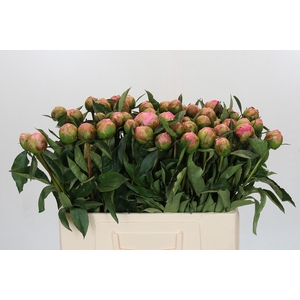 Paeonia Jacorma