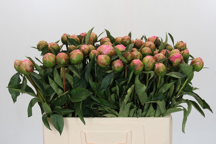 <h4>Paeonia Jacorma</h4>