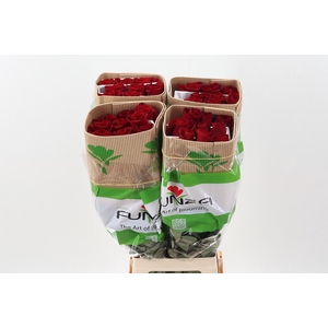 R Gr Freedom 70cm CO FUNZA