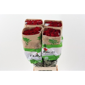 R Gr Freedom 70cm CO FUNZA