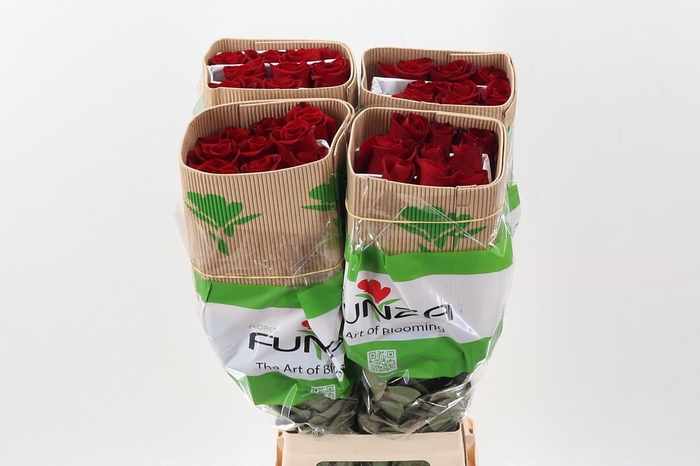 <h4>R Gr Freedom 70cm CO FUNZA</h4>