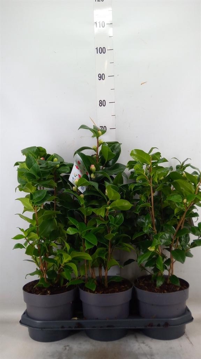 <h4>Camellia japonica</h4>