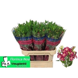 Alstroemeria Fl Noa