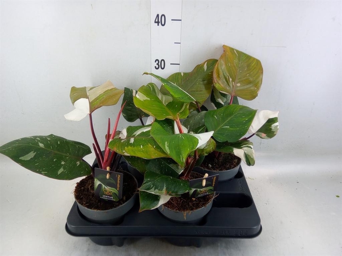 <h4>Philodendron   ...</h4>