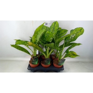 Dieffenbachia  'Crocodile'