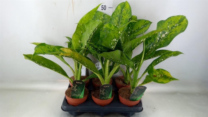 <h4>Dieffenbachia  'Crocodile'</h4>
