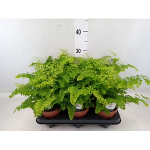 Adiantum raddi. 'Fritz-Luthi'