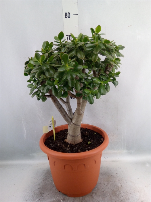 <h4>Crassula ovata 'Hummels Sunset'</h4>