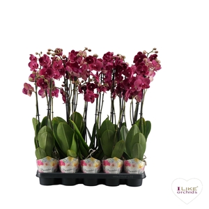 Phalaenopsis Promiss Montreux - 2 tak 80cm