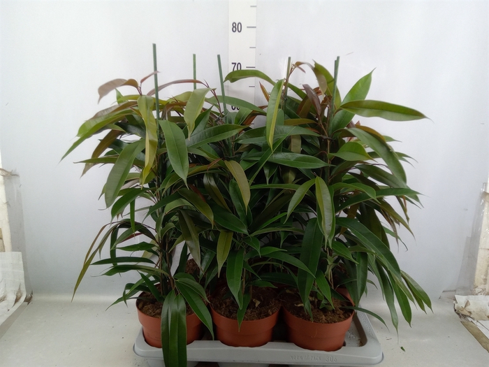 <h4>Ficus binn. 'Amstel King'</h4>