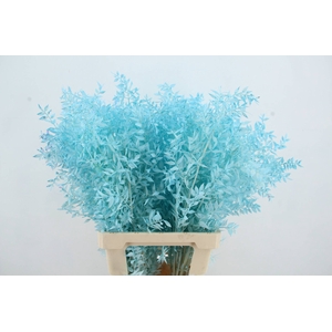 PF Ruscus 70cm Bs L.Blue