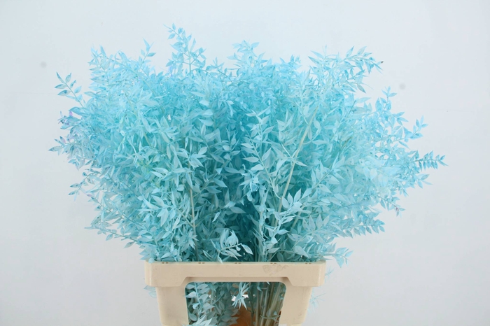 <h4>PF Ruscus 70cm Bs L.Blue</h4>