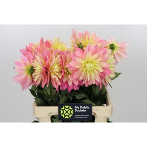 Dahlia Tropical Sun