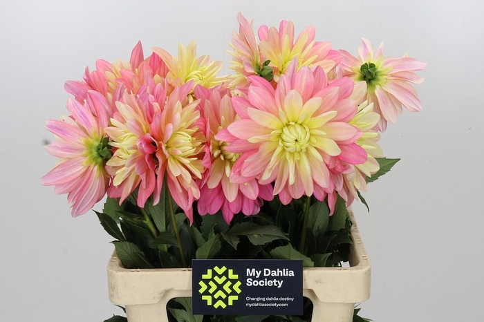 <h4>Dahlia Tropical Sun</h4>