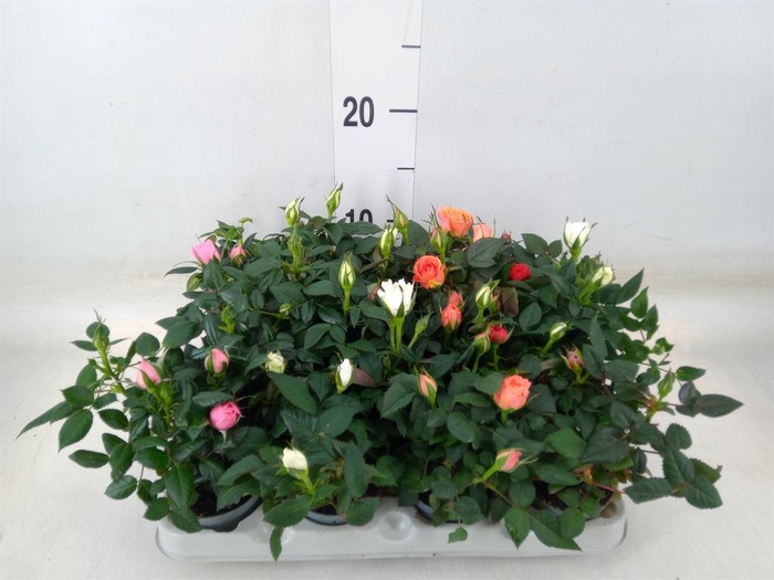 <h4>Rosa   ...mix</h4>