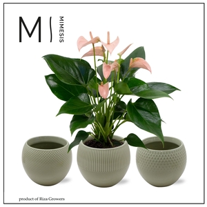 Mimesis Anthurium KARMA Peach - Bolivia Green