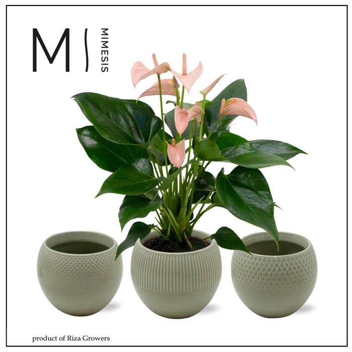 <h4>Mimesis Anthurium KARMA Peach - Bolivia Green</h4>