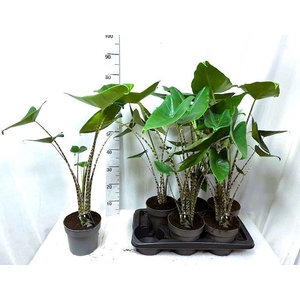 Alocasia zebrina