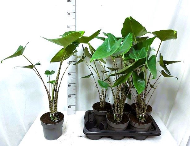 <h4>Alocasia zebrina</h4>