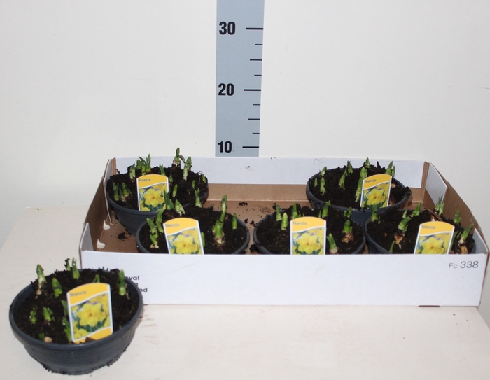 <h4>NARC O TETE A TETE</h4>