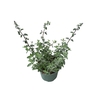 Nepeta Walkers Low