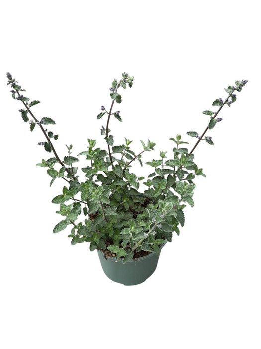 Nepeta Walkers Low