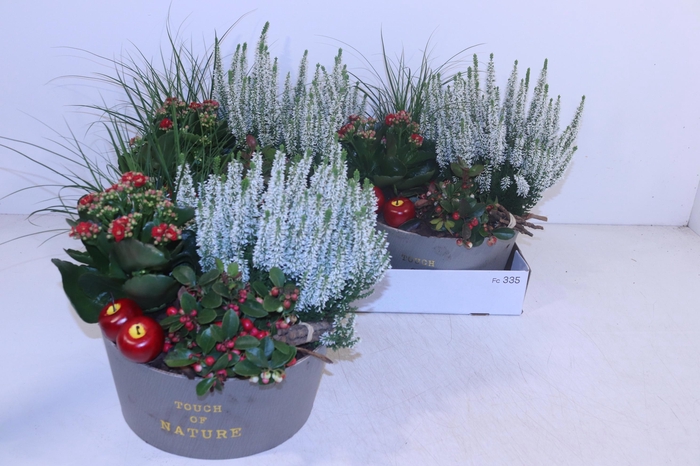 <h4>ARR TUINPLANTEN</h4>