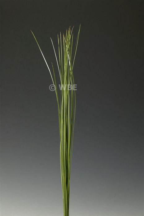 Speargrass 120cm