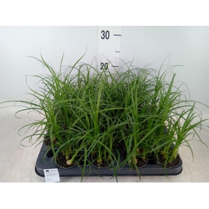 Nolina recurvata   ...