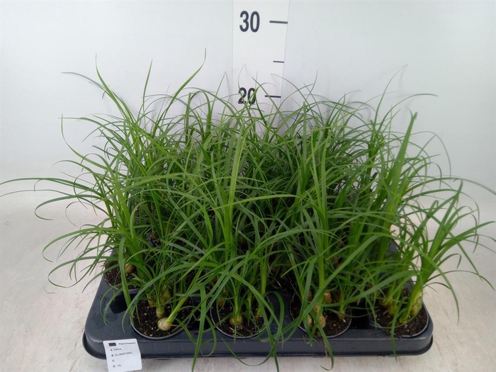 <h4>Nolina recurvata ...</h4>